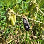 Crotalaria juncea 果実