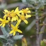 Hubertia tomentosaFlower