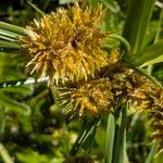 Cyperus ligularis Flor