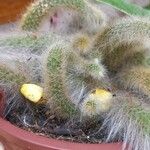 Cleistocactus winteri Leht