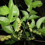Chiococca alba Yaprak