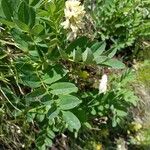 Astragalus frigidus Blüte