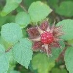 Rubus phoenicolasius Frucht