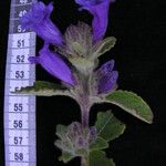 Strobilanthes tomentosa Outro