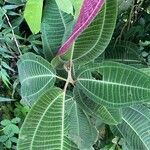 Miconia calvescens List