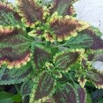 Coleus decurrensЛист