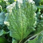 Plantago major Лист