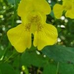 Impatiens pallida Blüte