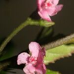 Pavonia schiedeana Fleur