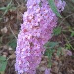 Buddleja davidiiBlodyn