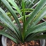 Clivia nobilis Leaf