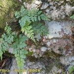 Asplenium balearicum Habitus