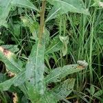 Oenothera biennis Blad