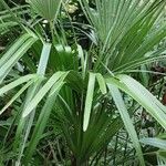 Chamaerops humilis Hábitos