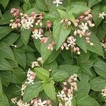 Clerodendrum trichotomum Квітка