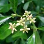 Psychotria carthagenensis 花