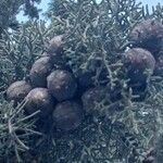 Cupressus arizonica Φρούτο