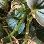 Begonia cucullata cv. 'Doublet Rose Pink' Habitus