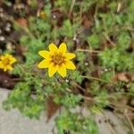 Bidens triplinervia Flower