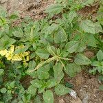 Amaranthus spinosusCostuma