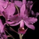 Guarianthe bowringiana Blodyn