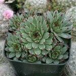 Sempervivum calcareum Leaf