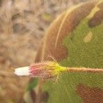 Crepis foetida Fruit