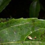 Alchorneopsis floribunda पत्ता