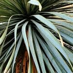 Yucca rostrataHoja