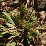 Sclerochloa dura Habit