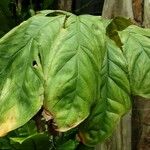 Cercestis mirabilis Leaf