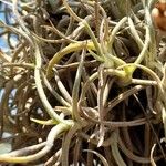 Tillandsia retorta Yaprak