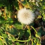 Sonchus oleraceusफूल