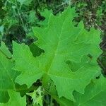 Smallanthus uvedalia Leaf