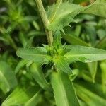 Stokesia laevis Leaf