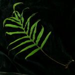 Drynaria propinqua Leaf