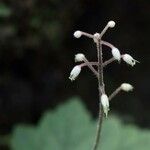 Tiarella polyphylla Cvet
