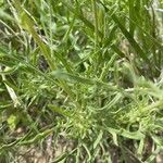 Gaillardia pinnatifida Leaf