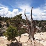 Juniperus osteosperma Kůra