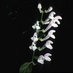 Scutellaria serrata Flower