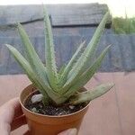 Aloe claviflora Лист