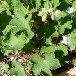 Geranium renardii Leaf