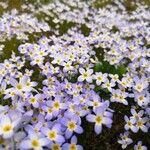 Houstonia caerulea Blüte