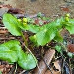 Caltha palustris Leaf
