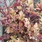 Heuchera sanguineaBlad