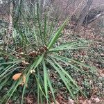 Yucca flaccida Leaf