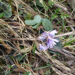 Soldanella alpina Elinympäristö