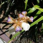 Trimezia northiana Flower