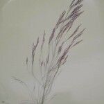 Agrostis stolonifera Blatt