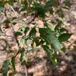 Combretum padoides Hoja